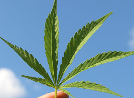 Hemp or cannabis leaf