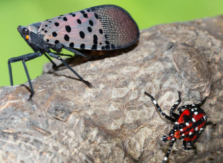 adult and immature spotted lanternfly