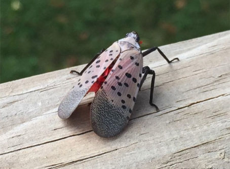 Michigan urges ‘vigilance’ after dead spotted lanternfly cases identified