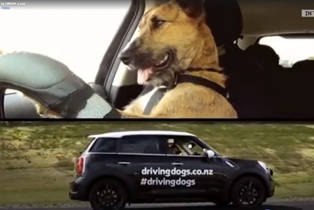 Doggie Driver Training