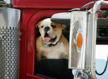Interstate 95 named most pet-friendly trucking lane