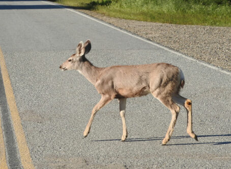 Wildlife crossing, mule deer Scenic Corner