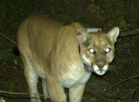 Los Angeles cougar, P-22 on Trail Cam. ImGE CURTESY Santa Monica Mountains National Recreation Area