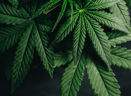 Marijuana cannabis leaves Photo by Iarygin Andrii